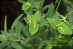 Euphorbia rothiana